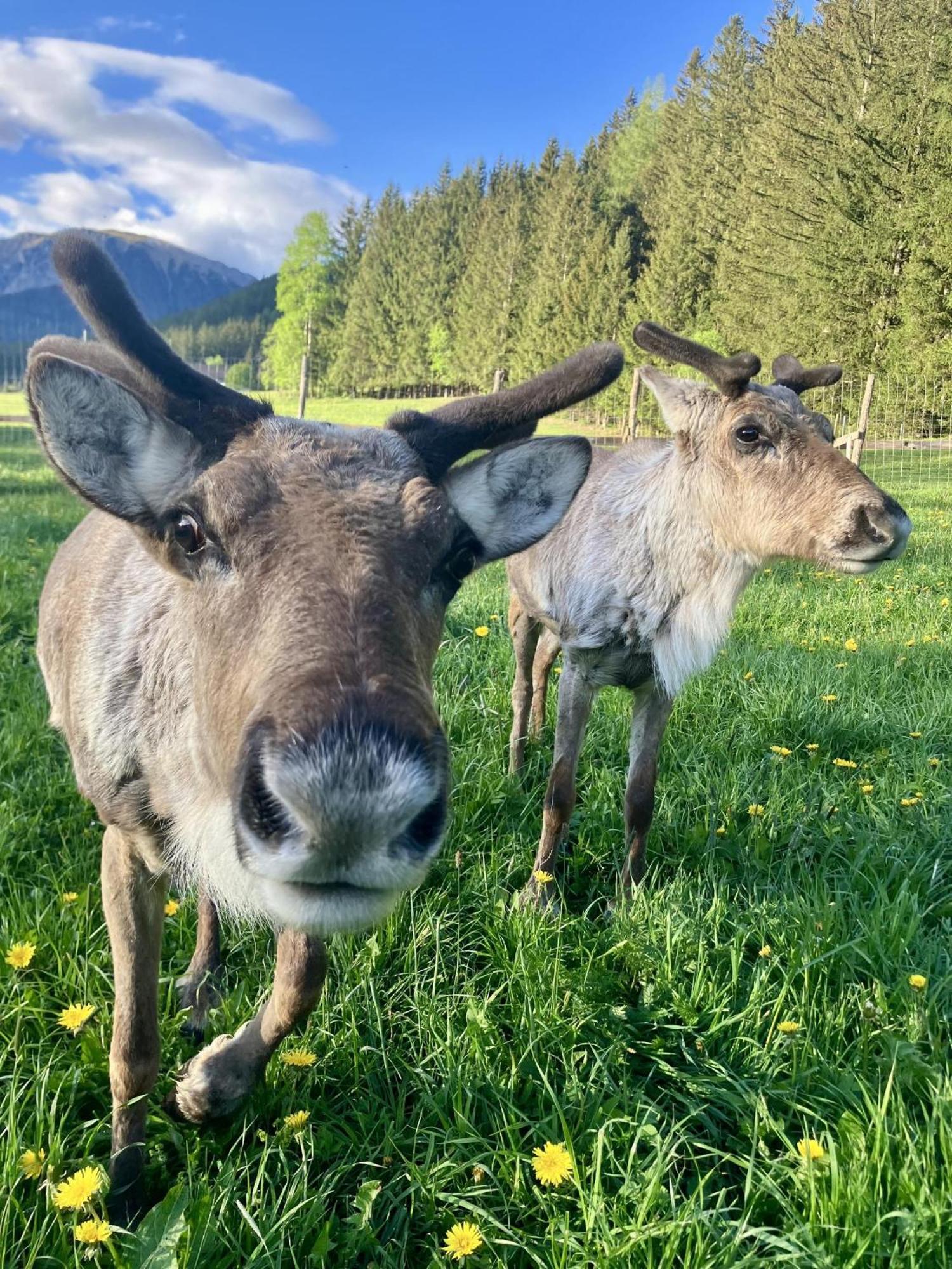 Alpakas, Lamas Und Rentiere Zum Gruenen See Grossdorf  Exterior foto